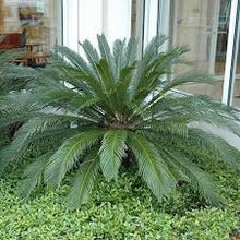 Load image into Gallery viewer, CYCAD - CYCAS REVOLUTA 33CM POT