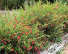 Load image into Gallery viewer, GREVILLEA LADY O 14CM POT