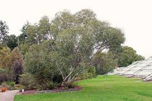 Load image into Gallery viewer, WOLGAN SNOW GUM - EUCALYPTUS GREGSONIANA 14CM POT