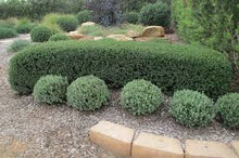 Load image into Gallery viewer, WESTRINGIA AUSSIE BOX 14CM POT
