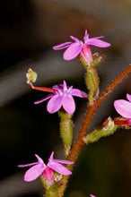 Load image into Gallery viewer, TRIGGER PLANT - STYLIDIUM GRAMINIFOLIUM 14CM POT