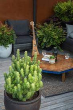 Load image into Gallery viewer, WOOLLY BUSH - ADENANTHOS PLATINUM 20CM POT