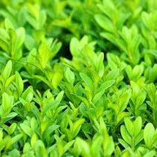 Load image into Gallery viewer, ENGLISH BOX - BUXUS SEMPERVIRENS 20CM POT