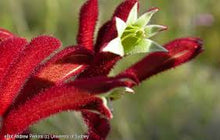 Load image into Gallery viewer, KANGAROO PAW - ANIGOZANTHOS RUFUS 14CM POT