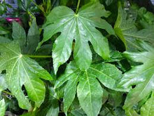 Load image into Gallery viewer, JAPANESE ARALIA - FATSIA JAPONICA 18CM POT