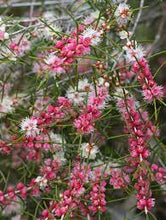Load image into Gallery viewer, HYPOCALYMMA ANGUSTIFOLIUM 140MM POT