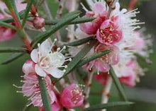 Load image into Gallery viewer, HYPOCALYMMA ANGUSTIFOLIUM 140MM POT