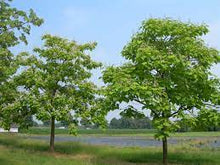 Load image into Gallery viewer, CATALPA BIGNONIOIDES - INDIAN BEAN TREE 40CM POT