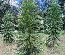 Load image into Gallery viewer, WOLLEMI PINE TREE 30CM POT