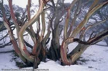 Load image into Gallery viewer, WOLGAN SNOW GUM - EUCALYPTUS GREGSONIANA 14CM POT