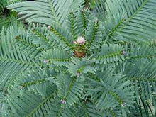 Load image into Gallery viewer, WOLLEMI PINE TREE 20CM POT