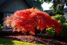 Load image into Gallery viewer, ACER PALMATUM DISSECTUM 'ORANGEOLA' 40CM