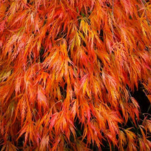 Load image into Gallery viewer, ACER PALMATUM DISSECTUM 'ORANGEOLA' 40CM