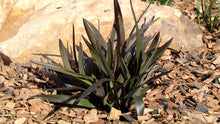 Load image into Gallery viewer, DIANELLA TASMANICA BLAZE 14CM POT