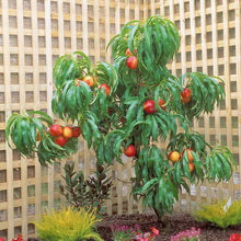 Load image into Gallery viewer, Nectarine Trixzie Nectazee