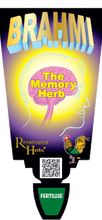 Load image into Gallery viewer, BRAHMI THE MEMORY HERB 10CM POT