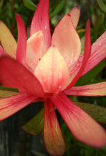 Load image into Gallery viewer, LEUCADENDRON SAFARI SUNSET 20CM