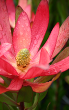 Load image into Gallery viewer, LEUCADENDRON SAFARI SUNSET 20CM