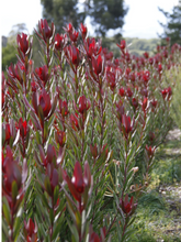 Load image into Gallery viewer, LEUCADENDRON SAFARI SUNSET 20CM