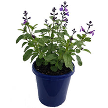 Load image into Gallery viewer, SALVIA ELITE AZURE BLUE 15CM POT