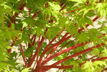 Load image into Gallery viewer, ACER SENKAKI 33CM