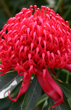 Load image into Gallery viewer, TELOPEA SHADY LADY RED 20CM