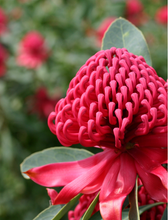 Load image into Gallery viewer, TELOPEA SHADY LADY RED 20CM