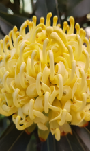 Load image into Gallery viewer, TELOPEA SHADY LADY YELLOW 20CM