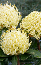Load image into Gallery viewer, TELOPEA SHADY LADY YELLOW 20CM