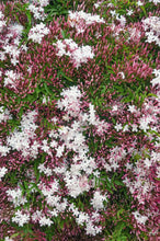Load image into Gallery viewer, JASMINE 18CM
