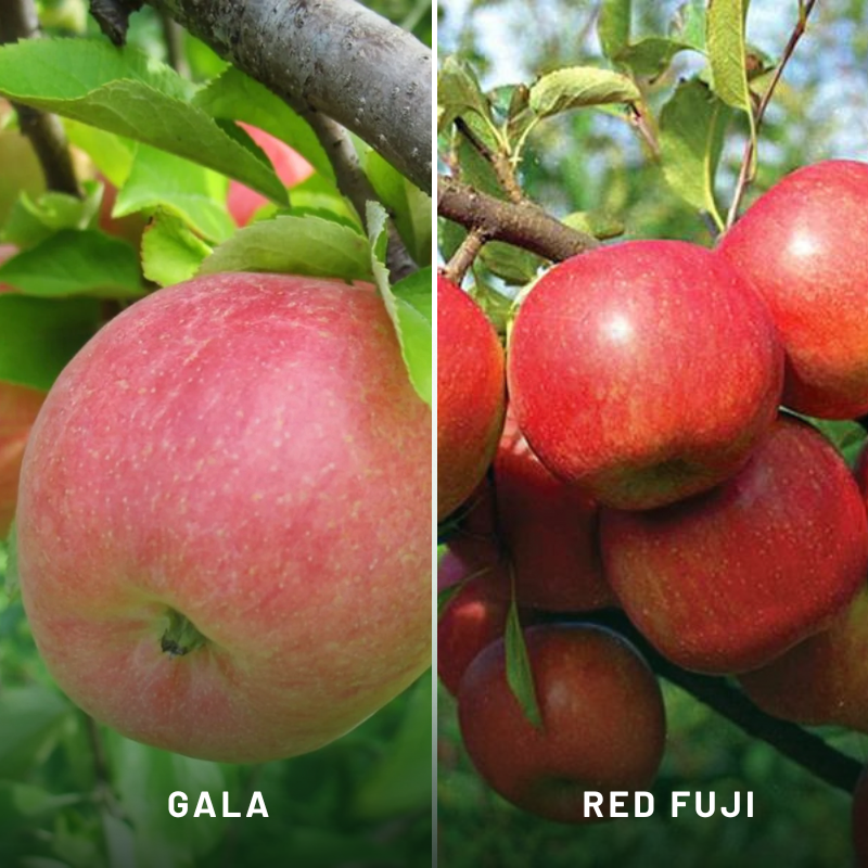 Apple 2-Way Gala/Red Fuji