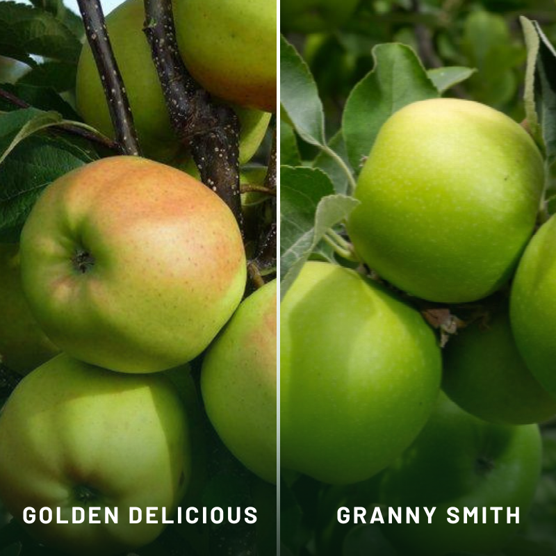 Apple 2-Way Golden Delicious/Granny Smith