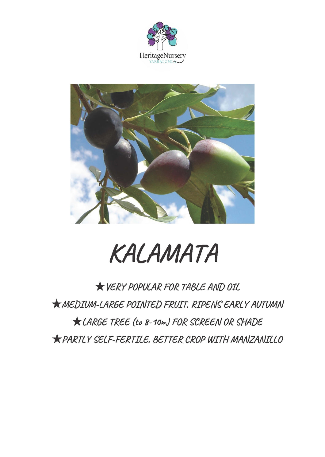 Olive Kalamata