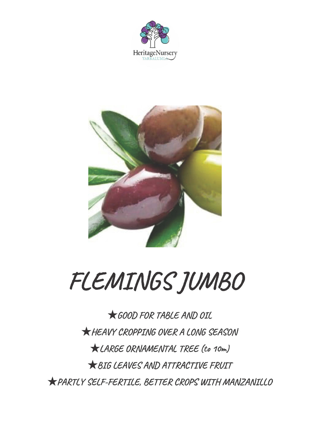 Olive Flemings Jumbo