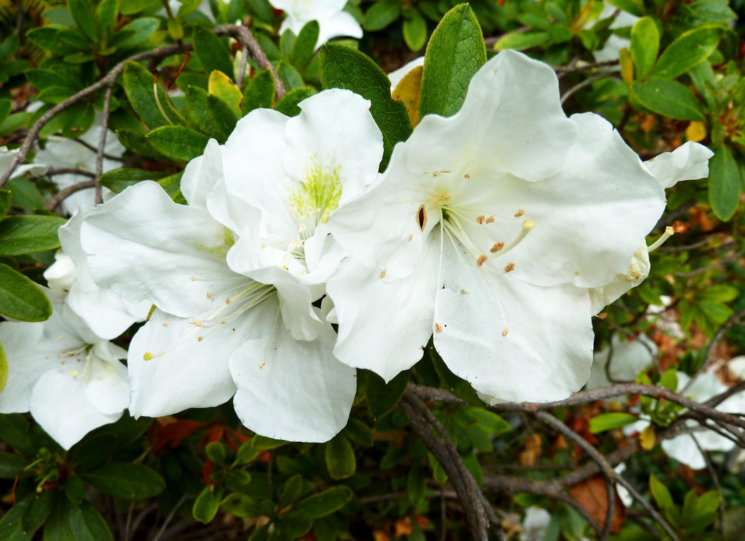 Azalea White Dragon