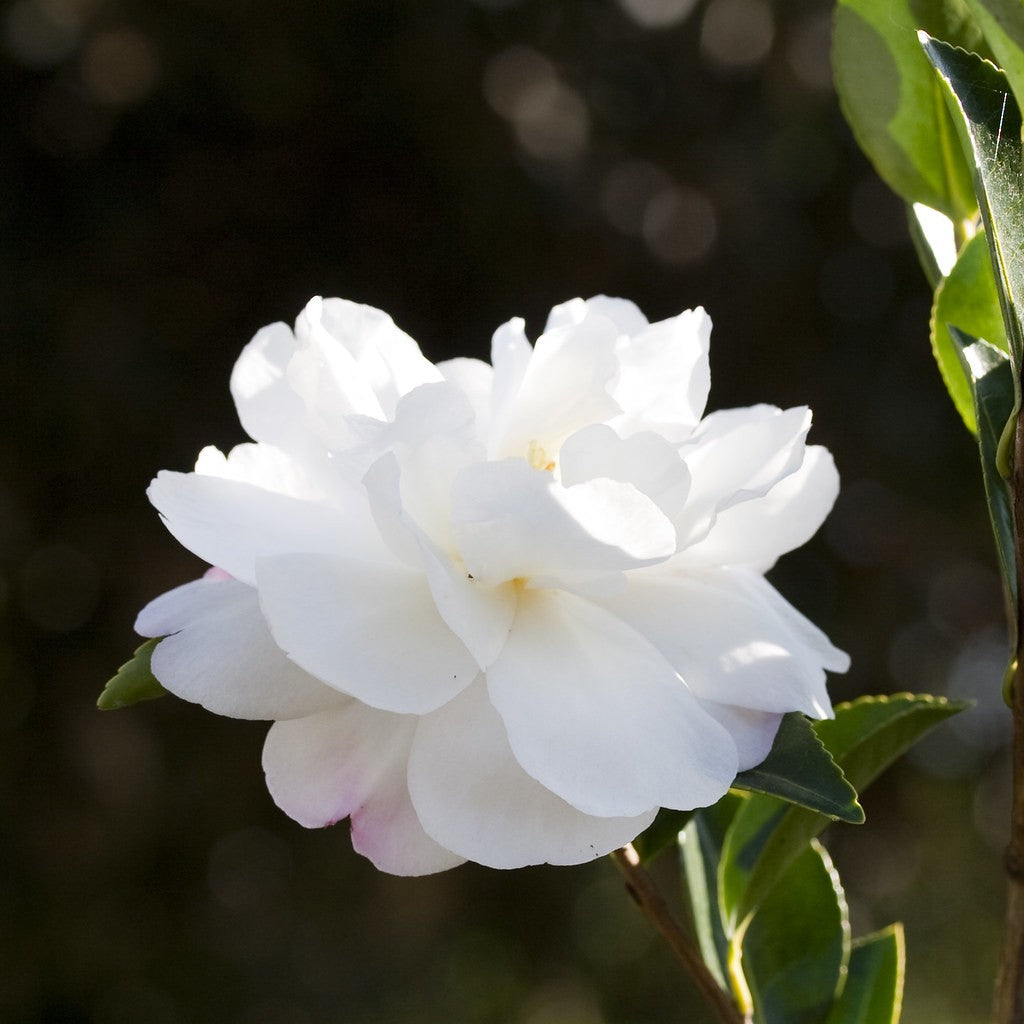 Camellia sasanqua Asakura