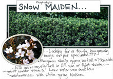 Load image into Gallery viewer, Rhaphiolepis Snow Maiden
