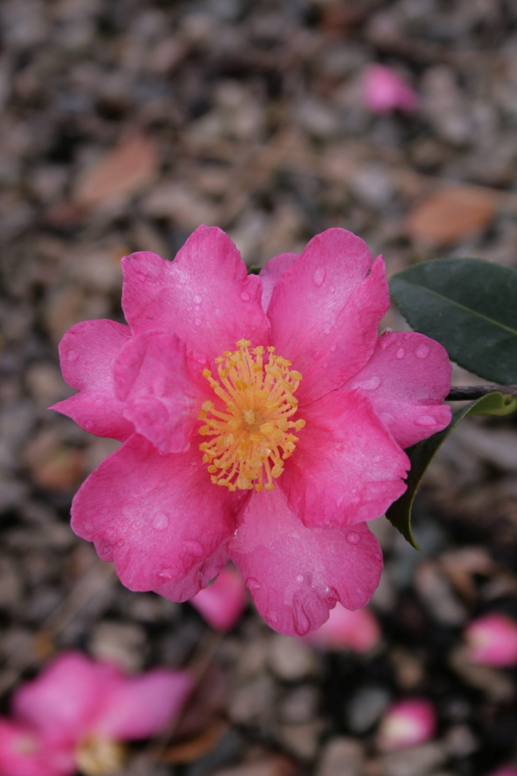 Camellia sasanqua Hiryu