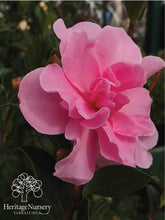 Load image into Gallery viewer, Camellia Sas With Love
