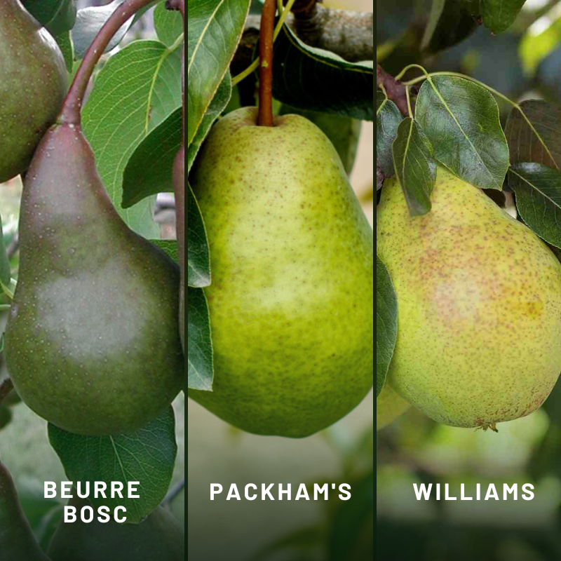 Pear 3-Way Beurre Bosc/Packham's/Williams
