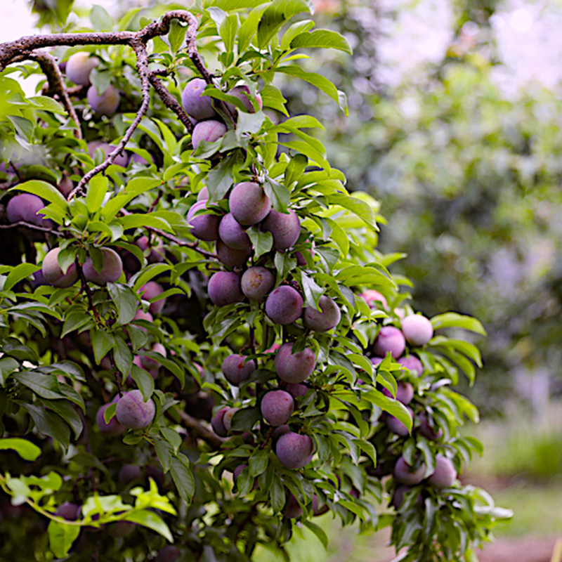 Plum A-Okay Dwarf – The Heritage Nursery