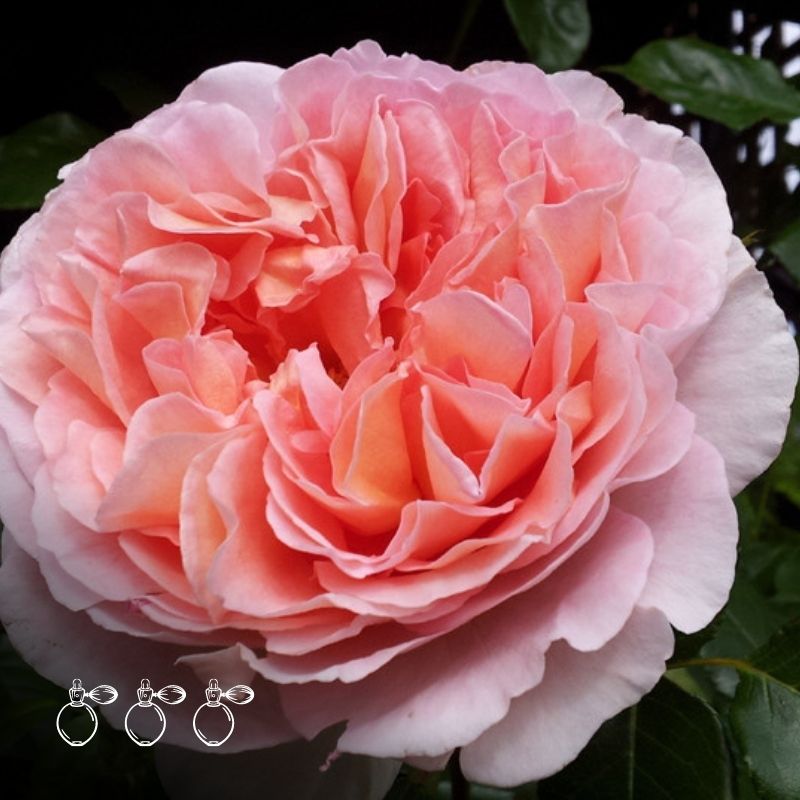 Abraham Darby