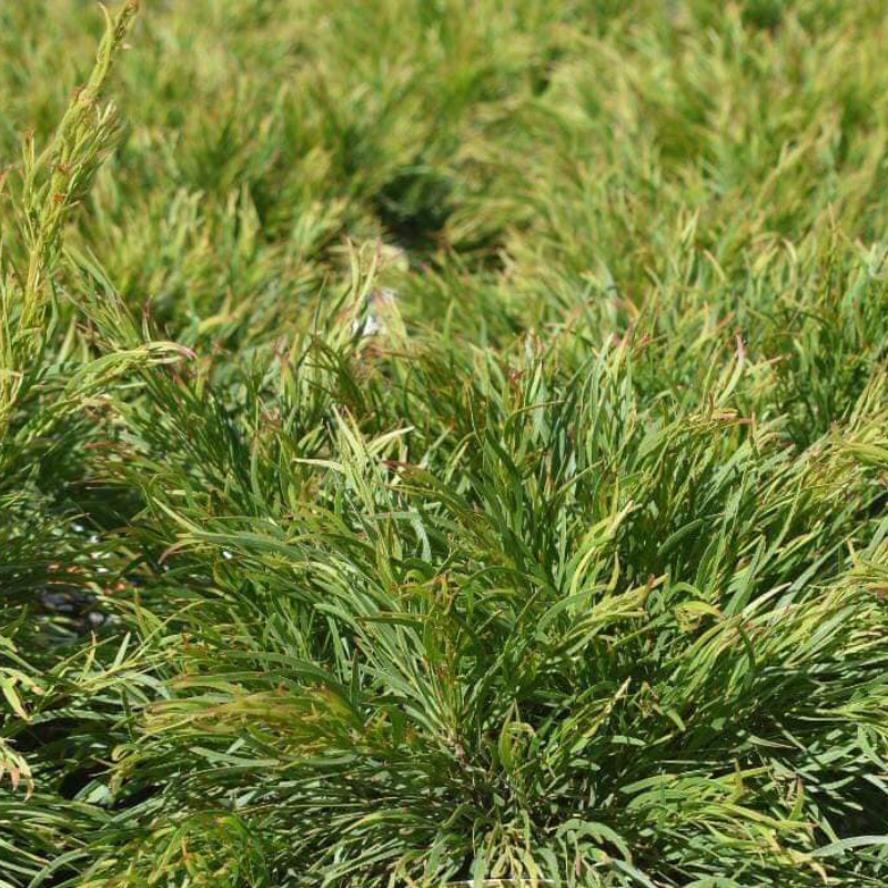 Acacia cognata Winter Flame