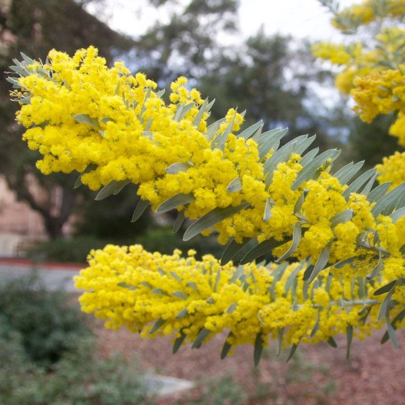 Acacia covenyi