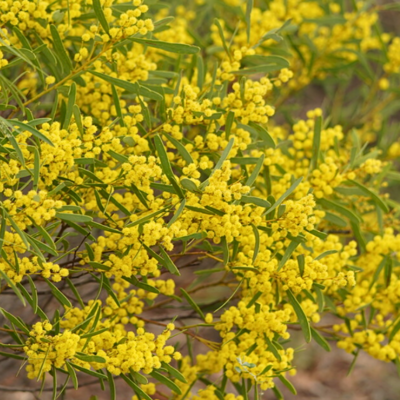 Acacia ligulata Prostrate