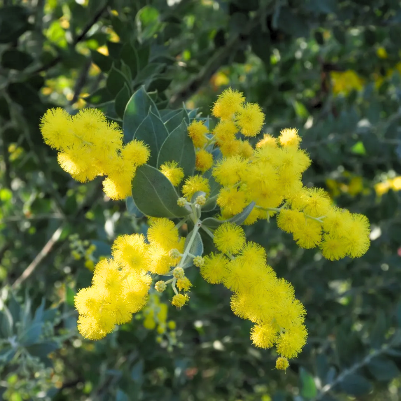 Acacia podalyriifolia