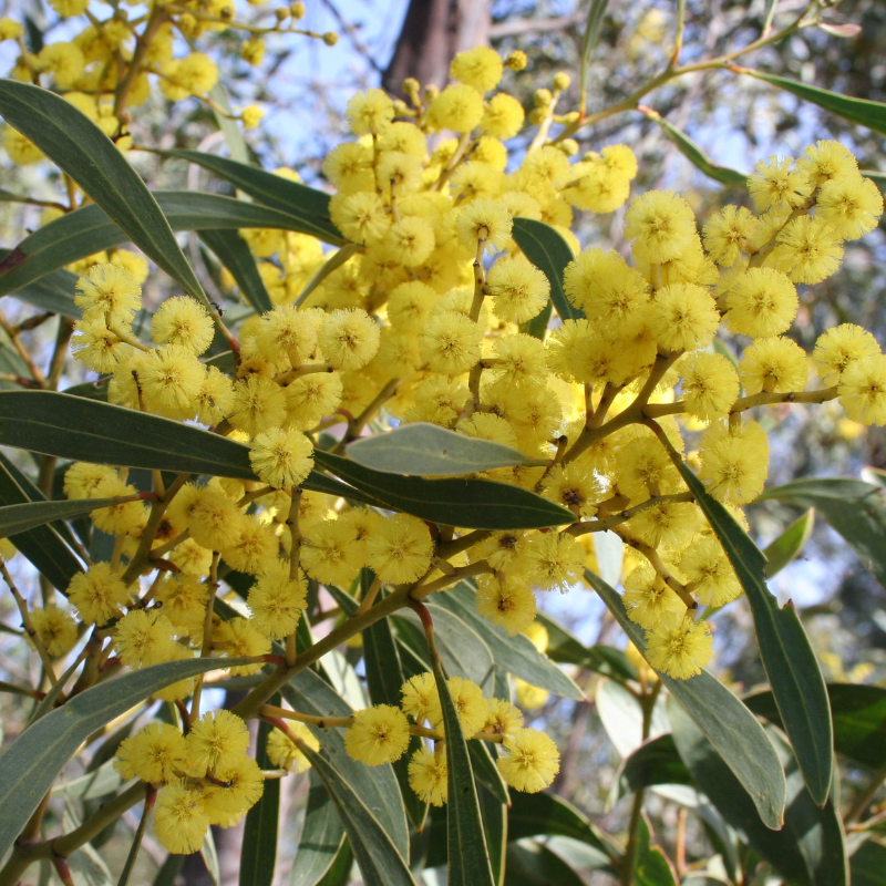 Acacia pycnantha