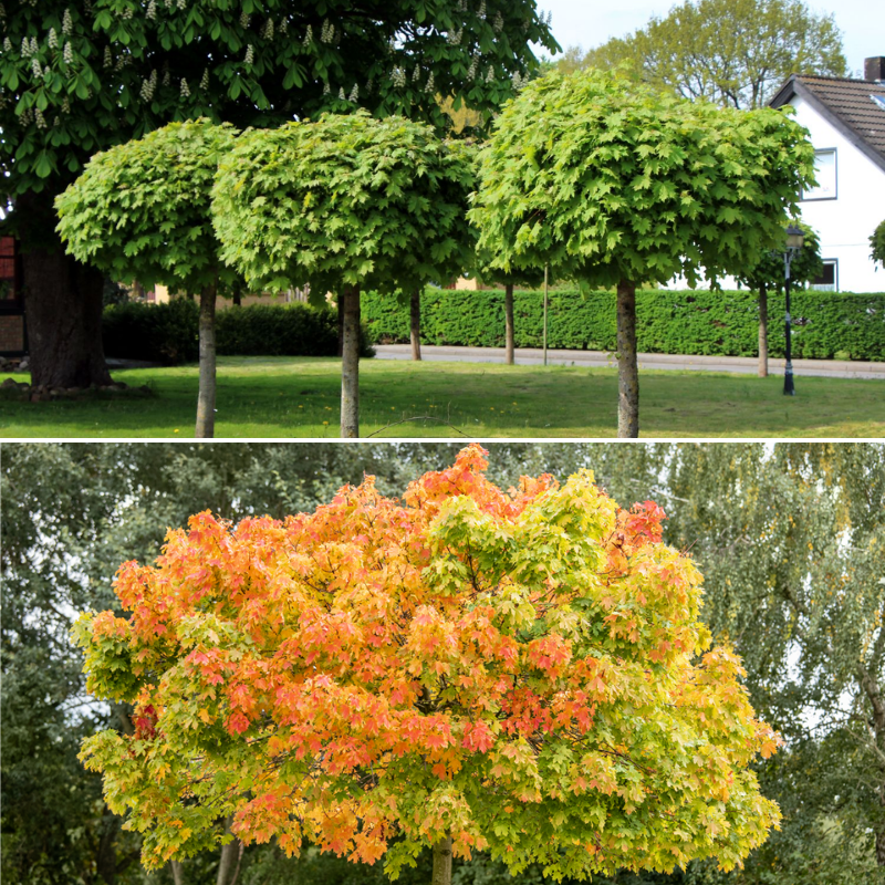 Acer platanoides Globosum