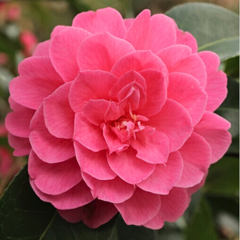 Camellia hybrid Adorable