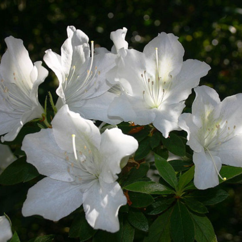 Azalea Alba Magnifica – The Heritage Nursery